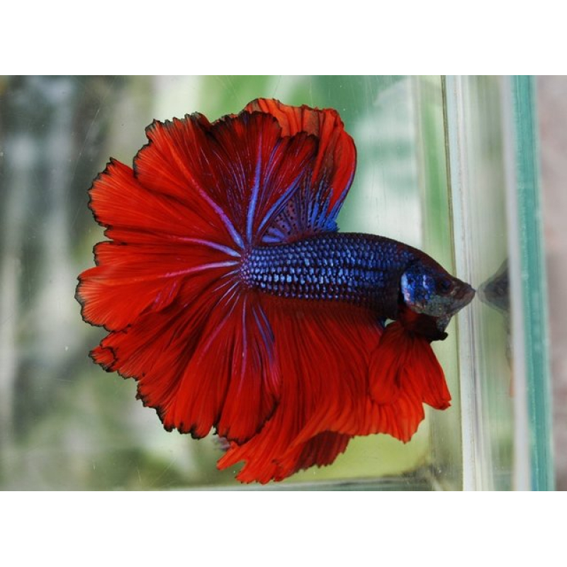 Betta Splendens Man